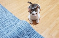 여자 아이 분양합니다