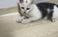 고양이 분양