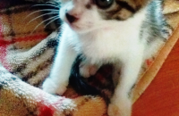 새끼 고양이 입니다