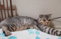 개냥이 폴드 분양하실분