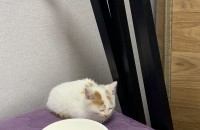 고양이 무료분양 해요