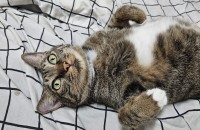 여아 고양이 무료 분양합니다~^^