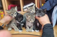 대구) 3-4주차 아기냥이 6마리 입양처 구합니다.