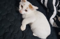 새끼고양이 분양합니다^^