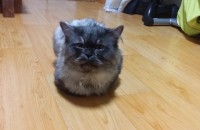 페르시안 친칠라 무료 분양합니다.