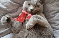 러시안블루 여아 집사를 찾습니다