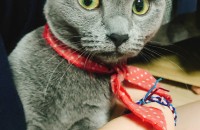 러시안블루 여아 집사님을 찾습니다