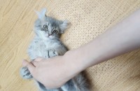 2개월 된 아기고양이 무료분양