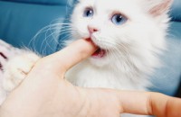 2개월 된 아기고양이 무료분양