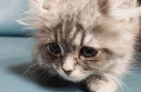 2개월 된 아기고양이 무료분양