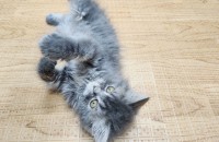 2개월 된 아기고양이 무료분양