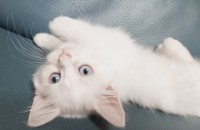 2개월 된 아기고양이 무료분양