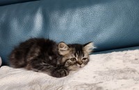 2개월 된 아기고양이 무료분양