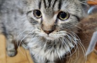 4개월 된 고양이 무료분양