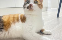 애교 많은친구 분양합니다