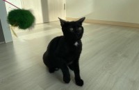 구조냥 여아 4개월 두마리 분양합니다