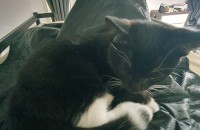 (경북/영주) 6개월 된 수컷 아기 고양이, 새 가족을 찾습니다