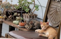 아기고양이  4마리 무료분양합니다~