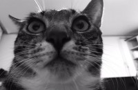 코숏 고등어 미묘 중성화 접종 완료된 고양이 무료분양합니다 .