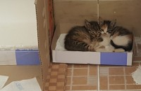 아기길냥이 분양합니다
