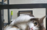 장화신은 고양이 모야 분양합니다