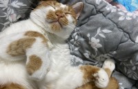 (부산) 애교남아(코숏)