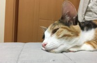 완전천사개냥이 분양합니다