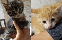 아기고양비 무료분양합니다.