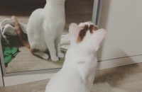 6개월고양이 무료분양