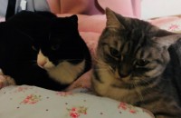 3살(중성화O) 남/여 코숏 분양합니다.