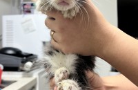 임보중인 고양이 가족찾아요!