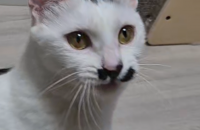 [서울/경기] 두번이나 버림받아서 갈곳이 없는 순딩이 애교냥이에요. 세상이 너무 무서운 우리 우유의 가족을 …