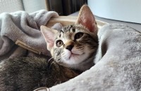 [서울/경기] 2개월 / 사랑스러운 인형같이 이쁜 고등어 아기냥이에요. 게다가 개냥입니다.