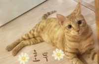 사랑받을 자격이 충분하게 너무 이쁜 아이입니다. 정말 갈 곳이 없네요 ㅠㅠ