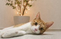 [서울/경기] 애교만땅 인형같이 이쁜 개냥이 체체의 평생 가족을 찾아요.