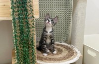 [서울/ 3개월 아기냥이] 엄마가 버린 아기냥이.. 흰양말 신은 너무 이쁜 아이를 가족으로 맞아 주세요