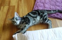 아메리칸 숏 헤어 무료분양합니다!!