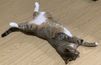 [의정부]활발하고 애교 많은 3살 고양이, 첫 반려묘로 함께할 새 가족을 찾습니다