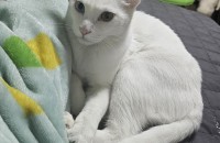 8개월 코숏 분양합니다