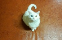 양이 분양합니다