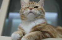 브리티쉬 숏헤어 성묘 남아 분양합니다(중성화수술 완료)