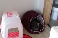 한국고양이 무료분양 집,캣타워,화장실등 모두 드려요