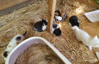 새끼고양이 무료분양