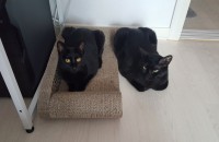 검정 고양이 2마리 무료 분양합니다.