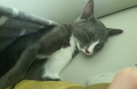 고양이 무료분양합니다