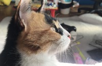 [대전.충남]코숏+노르웨이숲 혼종 2살여아 고양이 무료분양합니다.ㅜ