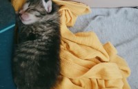 생후 7일 길냥이 분양