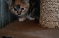 아기고양이 3마리 분양합니다.