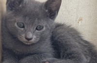 고양이무료분양