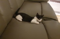 의정부 3개월 턱시토 여아 분양해요.